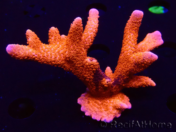 WYSIWYG WC Montipora Digitata Zebra Grafted