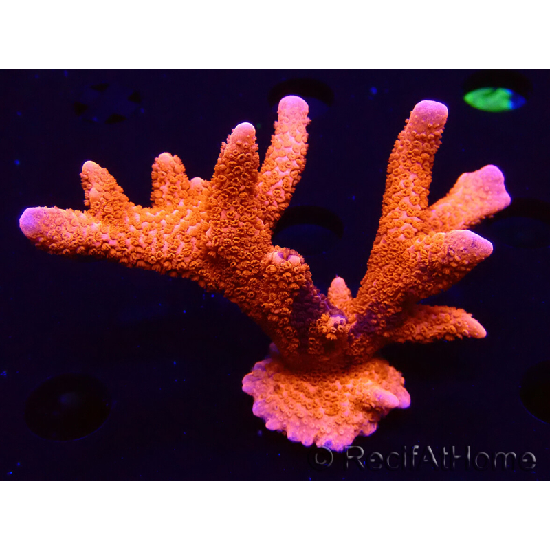 WYSIWYG WC Montipora Digitata Zebra Grafted