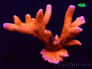 WYSIWYG WC Montipora Digitata Zebra Grafted 5P6