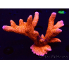 WYSIWYG WC Montipora Digitata Zebra Grafted
