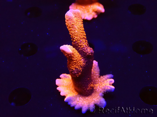 WYSIWYG WC Montipora Digitata Zebra Grafted