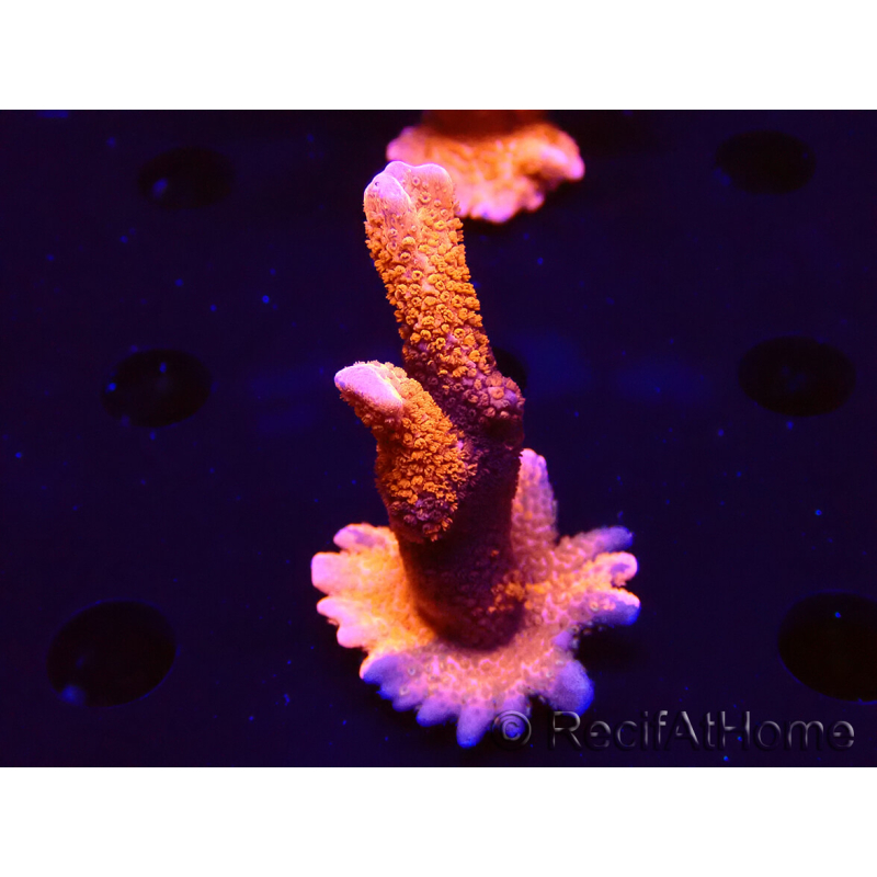 WYSIWYG WC Montipora Digitata Zebra Grafted