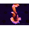 WYSIWYG WC Montipora Digitata Zebra Grafted 5P7