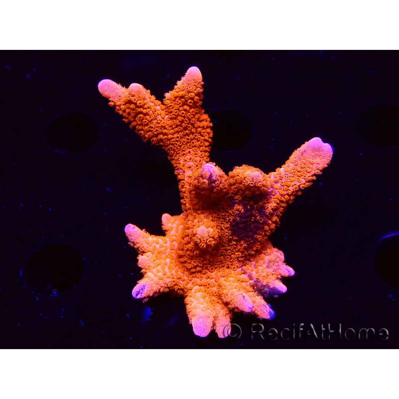 WYSIWYG WC Montipora Digitata Zebra Grafted 5P8