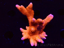 WYSIWYG WC Montipora Digitata Zebra Grafted 5P8