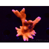 WYSIWYG WC Montipora Digitata Zebra Grafted