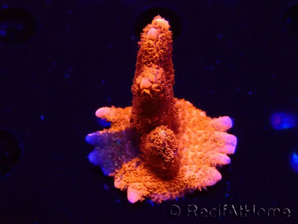 WYSIWYG WC Montipora Digitata Zebra Grafted 5P9