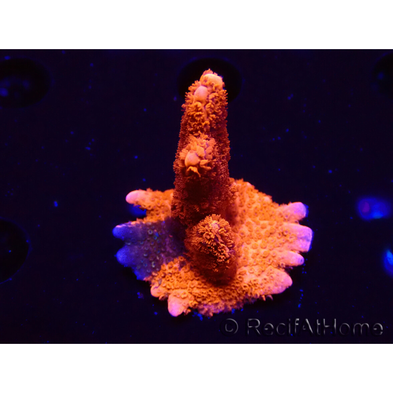 WYSIWYG WC Montipora Digitata Zebra Grafted