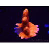 WYSIWYG WC Montipora Digitata Zebra Grafted 5P9