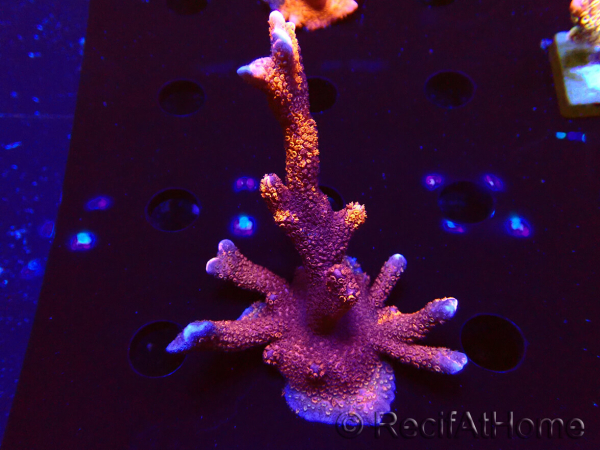 WYSIWYG WC Montipora Digitata Zebra Grafted