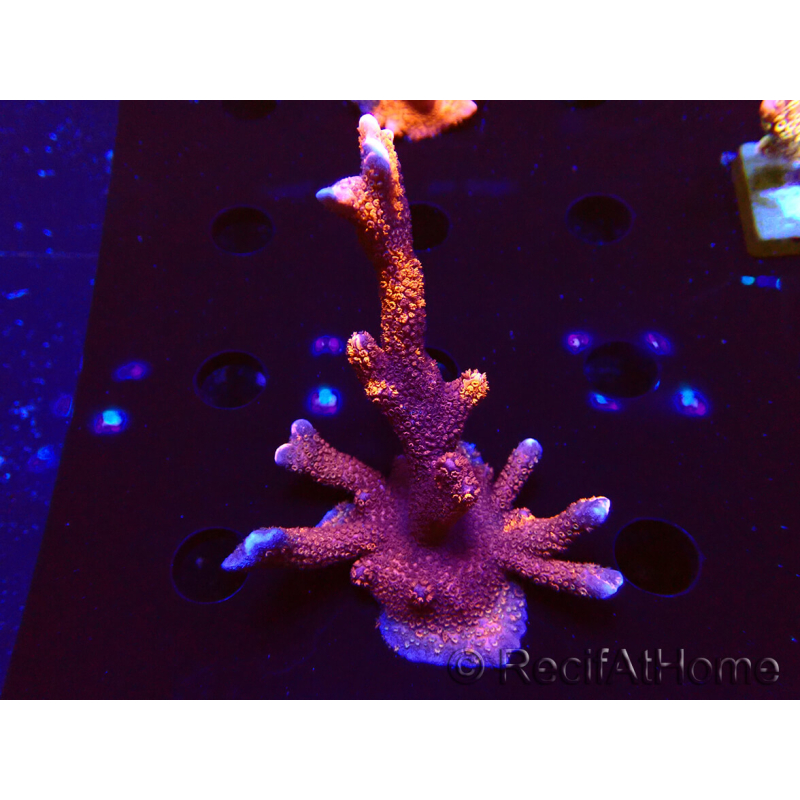 WYSIWYG WC Montipora Digitata Zebra Grafted 5P10