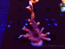 WYSIWYG WC Montipora Digitata Zebra Grafted