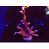 WYSIWYG WC Montipora Digitata Zebra Grafted