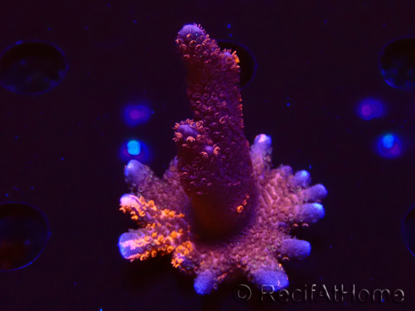 WYSIWYG WC Montipora Digitata Zebra Grafted 6 5m1