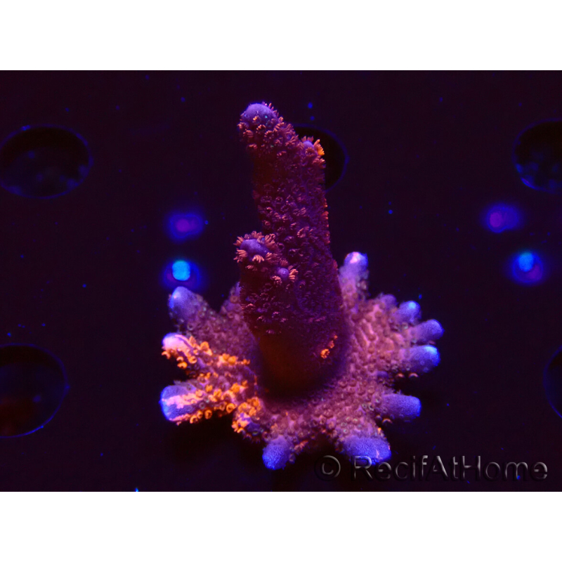 WYSIWYG WC Montipora Digitata Zebra Grafted