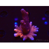 WYSIWYG WC Montipora Digitata Zebra Grafted
