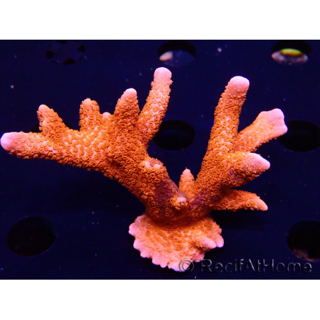 WYSIWYG WC Montipora Digitata Zebra Grafted