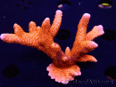 WYSIWYG WC Montipora Digitata Zebra Grafted