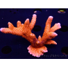 WYSIWYG WC Montipora Digitata Zebra Grafted 5P6