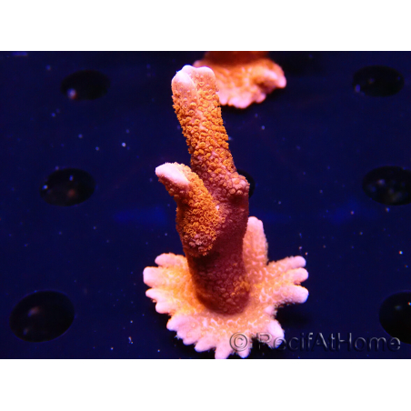 WYSIWYG WC Montipora Digitata Zebra Grafted 5P7