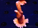 WYSIWYG WC Montipora Digitata Zebra Grafted