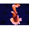 WYSIWYG WC Montipora Digitata Zebra Grafted 5P7