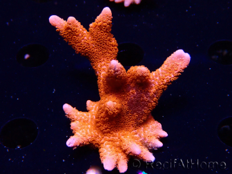 WYSIWYG WC Montipora Digitata Zebra Grafted 5P8