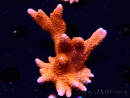 WYSIWYG WC Montipora Digitata Zebra Grafted