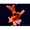 WYSIWYG WC Montipora Digitata Zebra Grafted