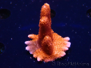 WYSIWYG WC Montipora Digitata Zebra Grafted