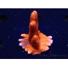 WYSIWYG WC Montipora Digitata Zebra Grafted 5P9