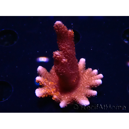 WYSIWYG WC Montipora Digitata Zebra Grafted 6 5m1