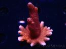 WYSIWYG WC Montipora Digitata Zebra Grafted 6 5m1
