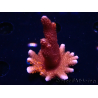 WYSIWYG WC Montipora Digitata Zebra Grafted