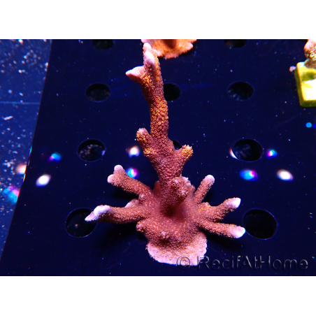 WYSIWYG WC Montipora Digitata Zebra Grafted