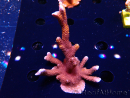 WYSIWYG WC Montipora Digitata Zebra Grafted 5P10
