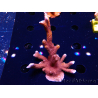 WYSIWYG WC Montipora Digitata Zebra Grafted