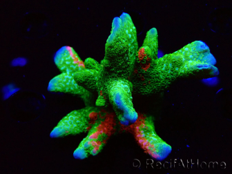 WYSIWYG WWC Montipora Contraband Digitata