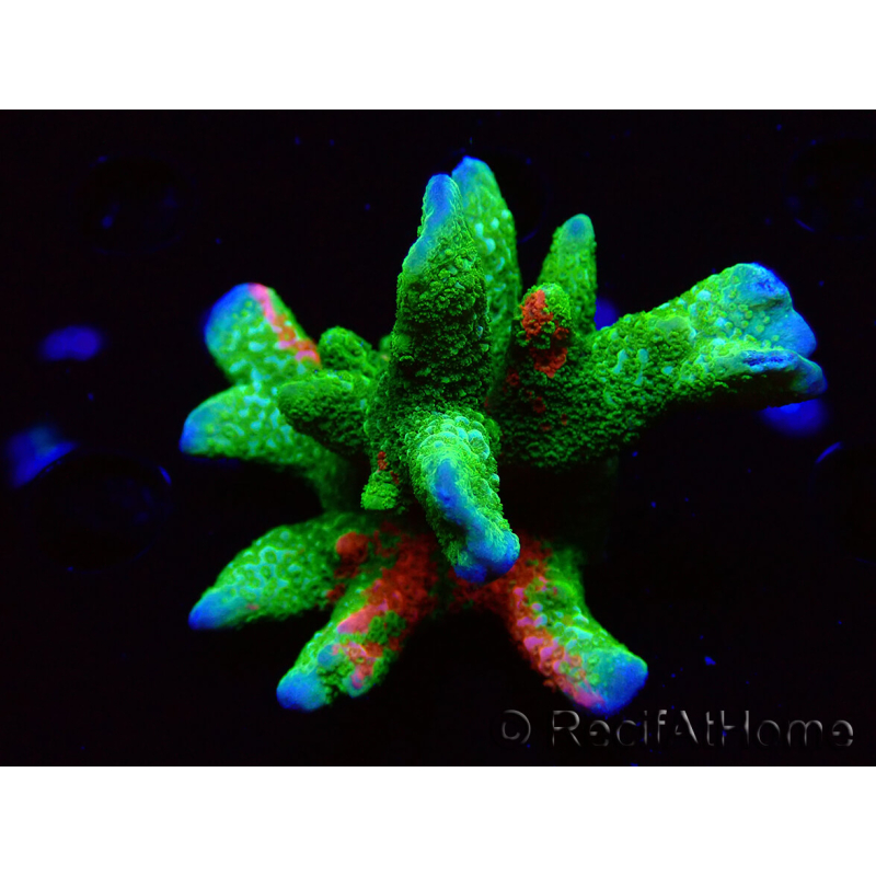 WYSIWYG WWC Montipora Contraband Digitata