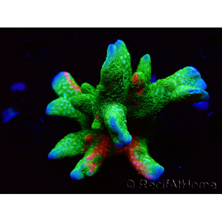 WYSIWYG WWC Montipora Contraband Digitata 5