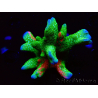 WYSIWYG WWC Montipora Contraband Digitata