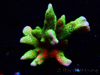 WYSIWYG WWC Montipora Contraband Digitata 5