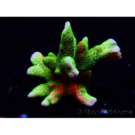 WYSIWYG WWC Montipora Contraband Digitata 5