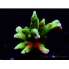 WYSIWYG WWC Montipora Contraband Digitata