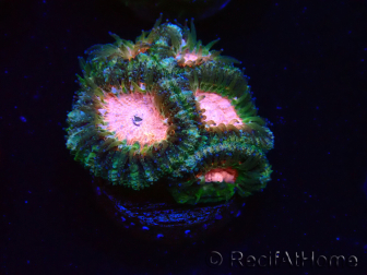 WYSIWYG Micromussa lordhowensis (formerly Acanthastrea)