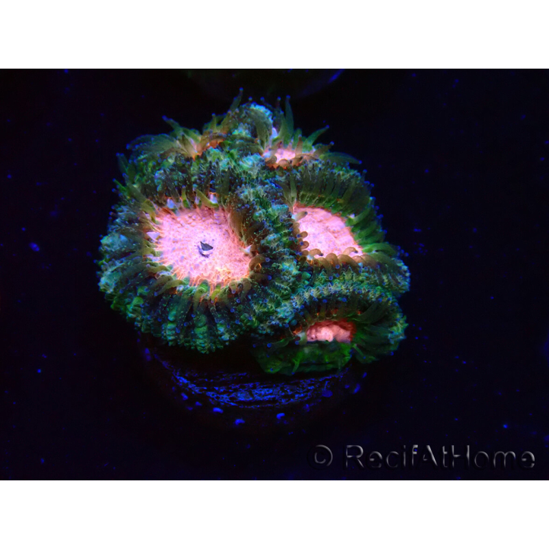 WYSIWYG Micromussa lordhowensis INDO (ex Acanthastrea) 25C4