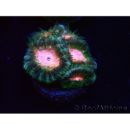 WYSIWYG Micromussa lordhowensis (ex Acanthastrea)