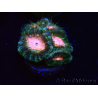 WYSIWYG Micromussa lordhowensis (ehemals Acanthastrea)