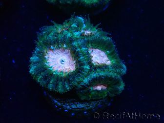 WYSIWYG Micromussa lordhowensis (antes Acanthastrea)