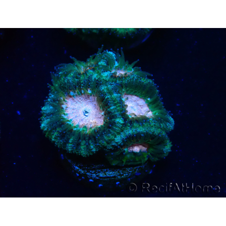 WYSIWYG Micromussa lordhowensis (ex Acanthastrea)